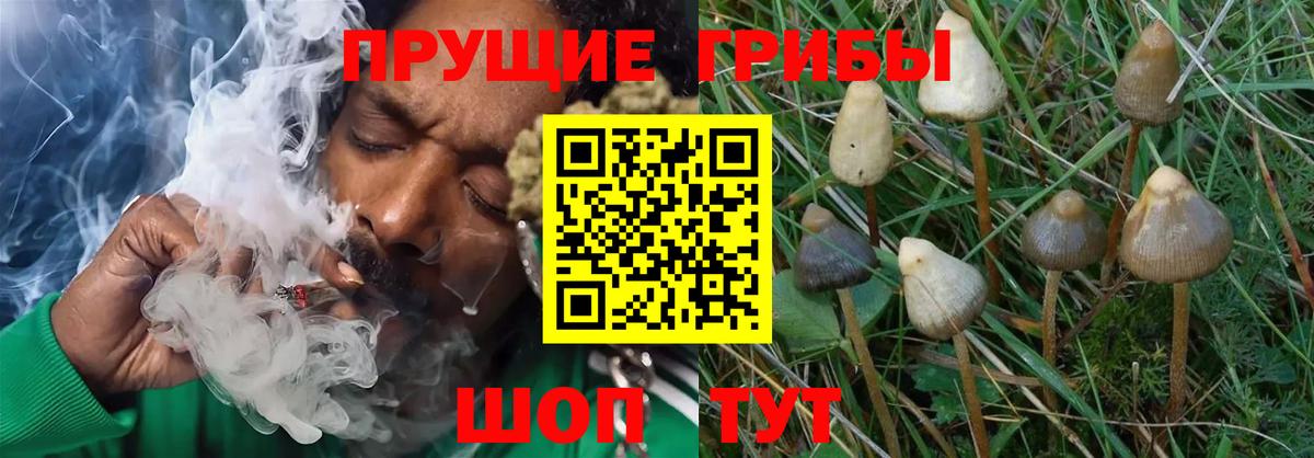 хочу наркоту  Псилоцибиновые грибы Cubensis  Вход с VPN  Кашира 